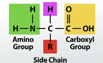 <ul><li><p>components of proteins</p></li><li><p>made of carboxyl group (COOH), amino group (NH3), H, and variable R group (differentiates amino acids), attached to central C</p><ul><li><p>R groups can be hydrophilic, hydrophobic, acidic, basic</p></li></ul></li><li><p>20 amino acids in humans</p></li></ul><p></p>
