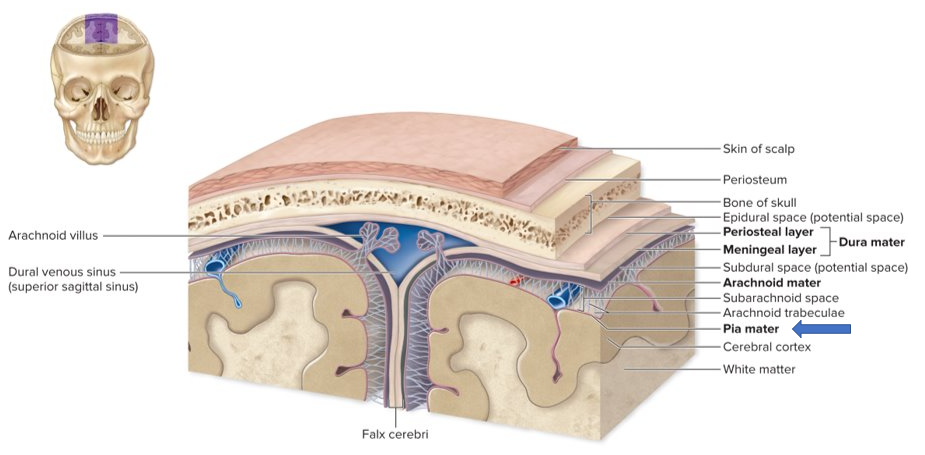 <p>-periosteal layer - closest to bone</p><p>-meningeal layer - closer to brain</p><p>-CSF drained thru dural venous sinus</p>