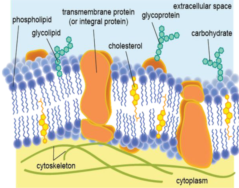 <p>Proteins embedded within the membrane</p>