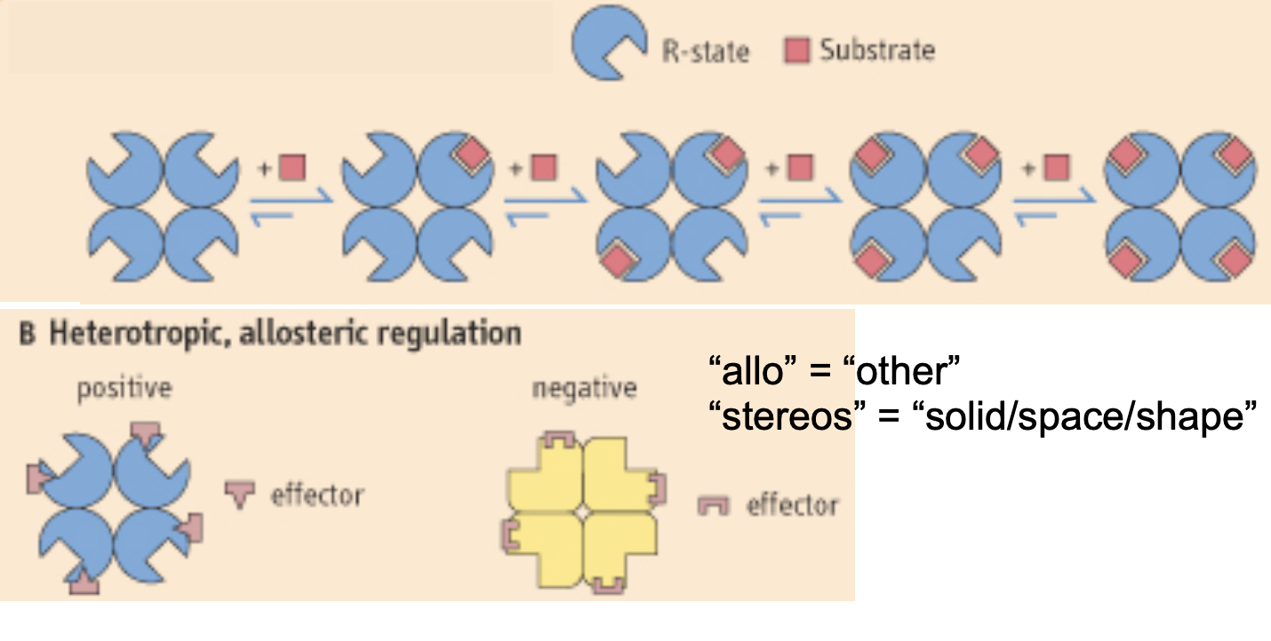 <p><strong>homotropic:</strong> when the binding of one type of ligand affects the binding of another of the same type of ligand</p><p><strong>heterotropic:</strong> when a molecule different from the ligand affects how a ligand binds</p>