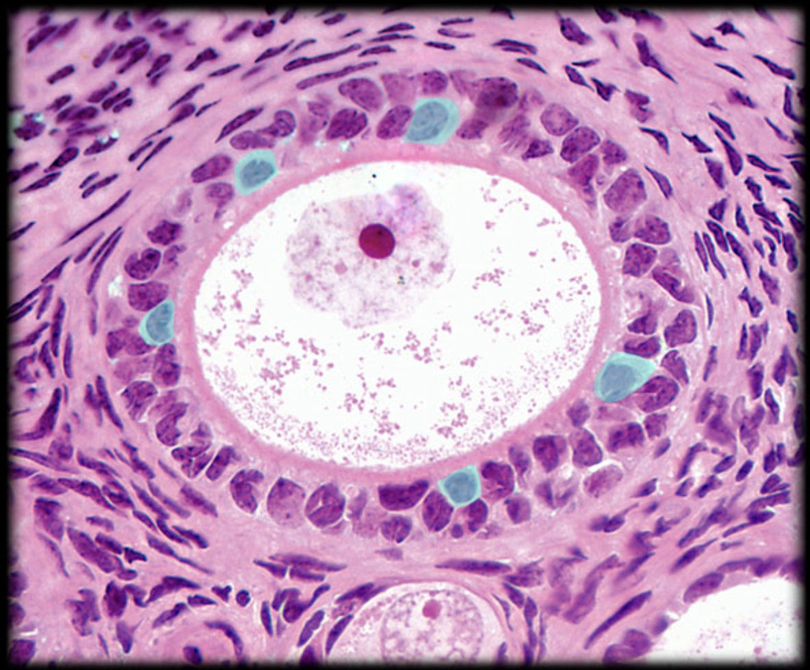 <p>What structure is shown?</p>