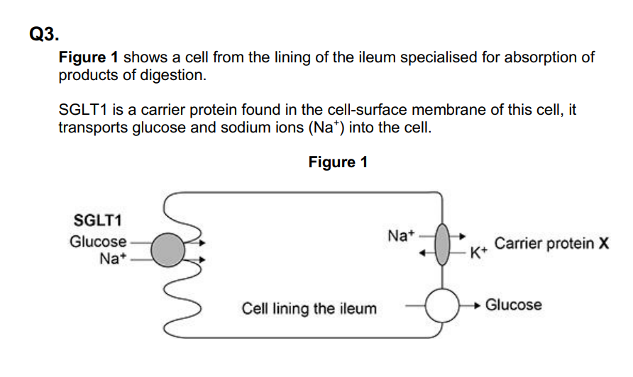 <p>The action of the carrier protein X in Figure 1 is linked to a membrane-bound ATP hydrolase enzyme.</p><p>Explain the function of this ATP hydrolase. (2 marks)</p>
