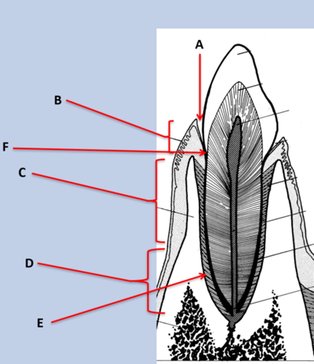 <p>Label this diagram of the tooth</p>