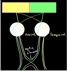 <p>X-shaped structure where nasal retinal fibers cross to the opposite brain side.</p>