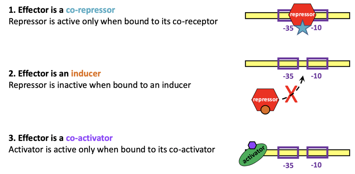 <ol><li><p>co-repressor: <span>Repressor is active only when bound to its co-receptor</span></p></li><li><p><span>inducer: Repressor is inactive when bound to an inducer</span></p></li><li><p><span>co-activator: Activator is active only when bound to its co-activator</span></p></li></ol><p></p>