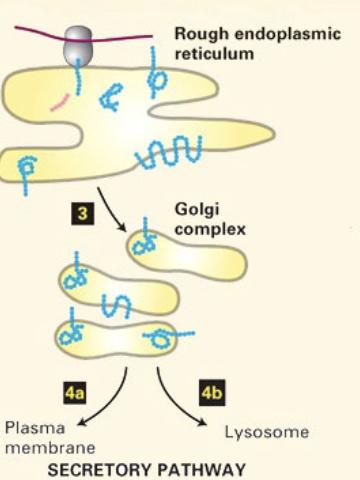 <p>the peptide is translated and translocated to the lumen of the ER (co-translational)</p>
