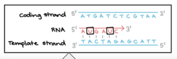 <p>Yes b<span style="background-color: transparent; font-family: "Proxima Nova", sans-serif;"><span>ecause the strands of DNA are complementary and antiparallel, the mRNA made from the strands are not the same → code for different proteins</span></span></p>