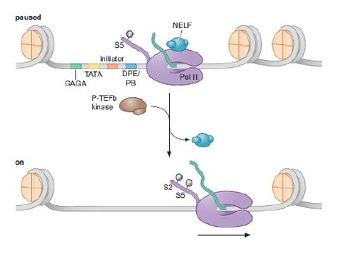 <p>transcription elongation factor</p><p>phosphorylates serine #2 on the heptad CTD tail to mobilized the RNA Pol II from the pause</p>