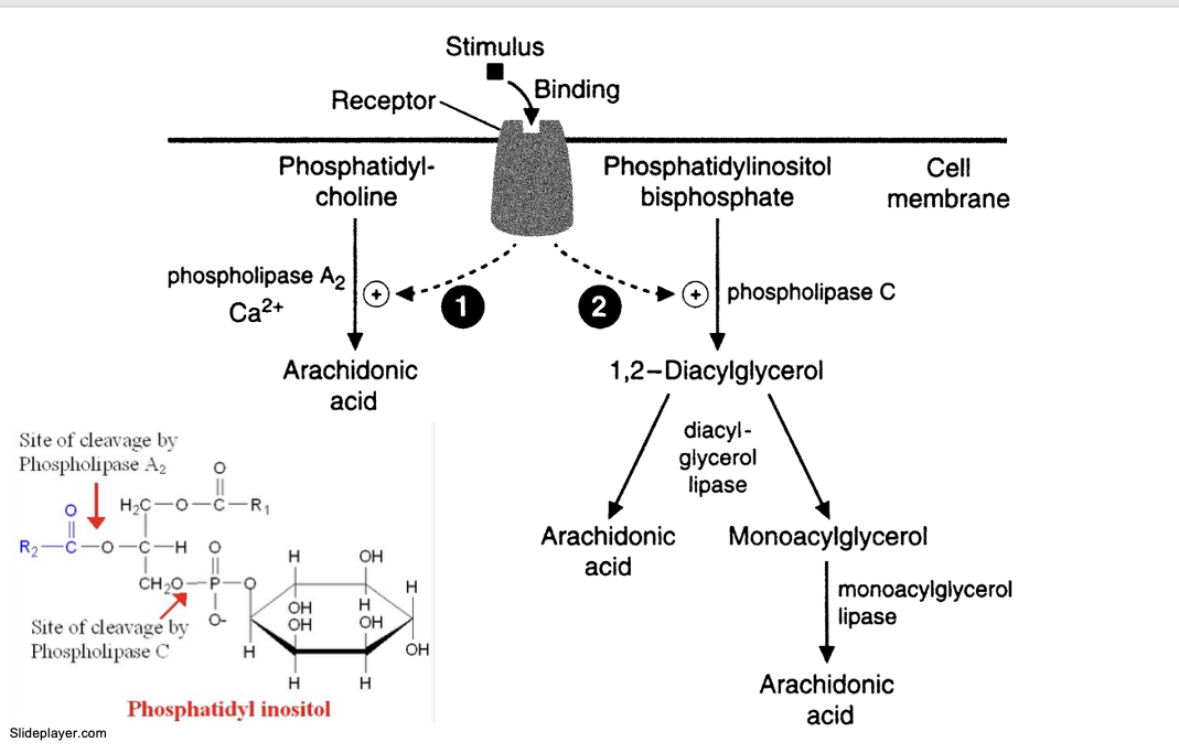 <p>stimulus binds to receptor </p><ul><li><p>PLA<sub>2</sub> pathway</p><ul><li><p>PLA<sub>2</sub> acts on <u>phosphatidylcholine</u> and frees arachidonic acid</p></li></ul></li><li><p>PLC pathway</p><ul><li><p>PLC hydrolyzes phosphatidylinositol bisphosphate (PIP2) into 2 pathways</p></li><li><p>PLC → 1,2-diacylglycerol</p><ul><li><p>→ arachidonic acid thru <strong>diacylglycerol lipase</strong></p></li><li><p>→ monoacylglycerol thru <strong>diacylglycerol lipase</strong> → arachidonic acid thru <strong>monozcylglycerol lipase</strong></p></li></ul></li></ul></li></ul><p></p>