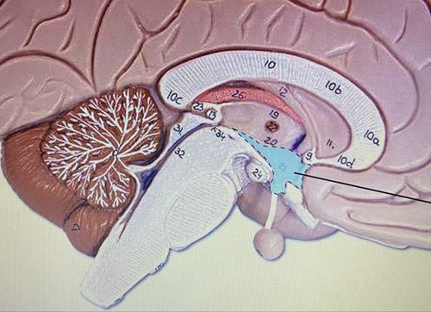 knowt flashcard image