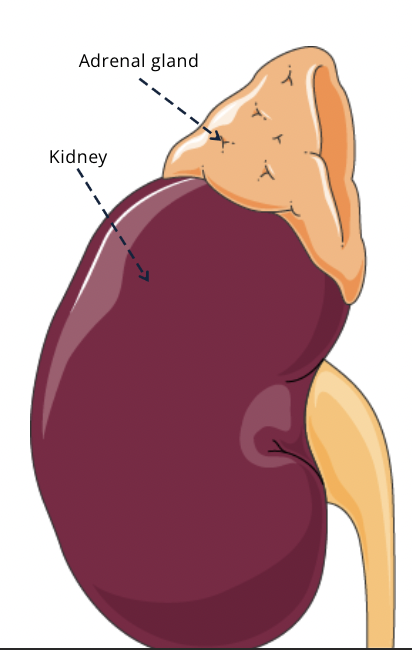 <ul><li><p><span style="font-family: Calibri">Adrenal medulla functions like a sympathetic ganglia in that it is innervated by a sympathetic preganglionic fibre, but does not give rise to a postganglionic fibre</span></p></li><li><p><span style="font-family: Calibri">Upon SNS, the adrenal medulla releases chemical transmitters into the blood.</span></p></li><li><p><span style="font-family: Calibri">The transmitters qualify as hormones since they are released into the circulation</span></p></li><li><p><span style="font-family: Calibri">20% of these are norepinephrine (associated with sympathetic postganglionic fibres) and 80% epinephrine, a closely related compound</span></p></li><li><p><span style="font-family: Calibri">Upon SNS, the adrenal medulla acts as a global amplifier of the SNS</span></p></li></ul>