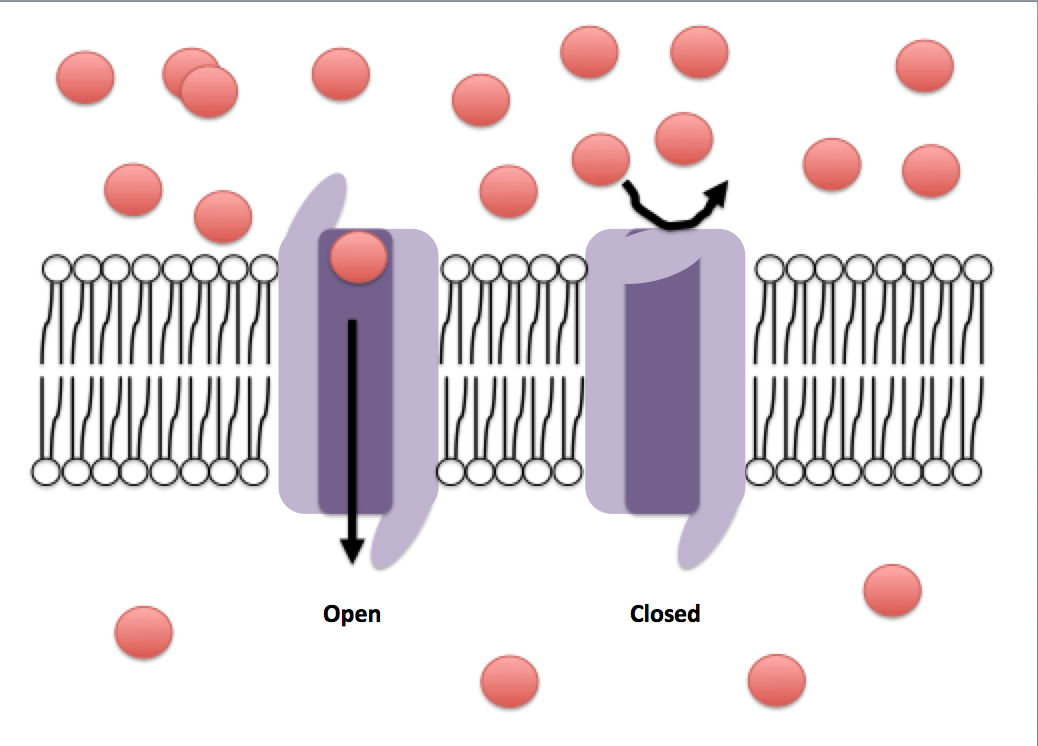 <p>When gated channels are open</p>