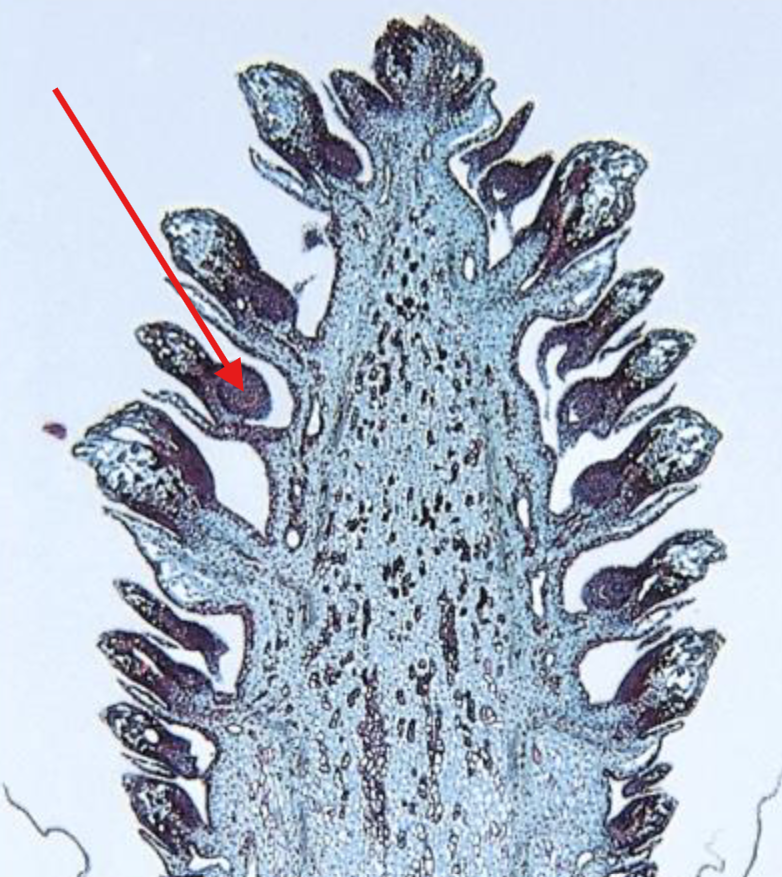 <p>What is being indicated on the Pinus Megastrobilus?</p>