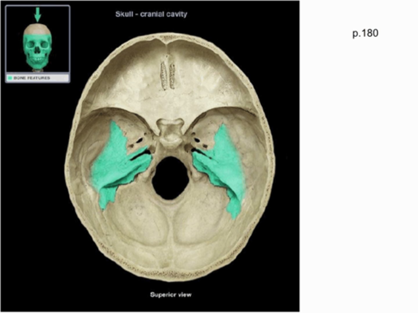 <p>part of temporal bone</p>
