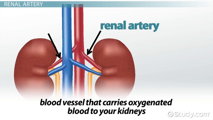 <p><strong>Q:</strong> Where do the renal veins drain into?</p>
