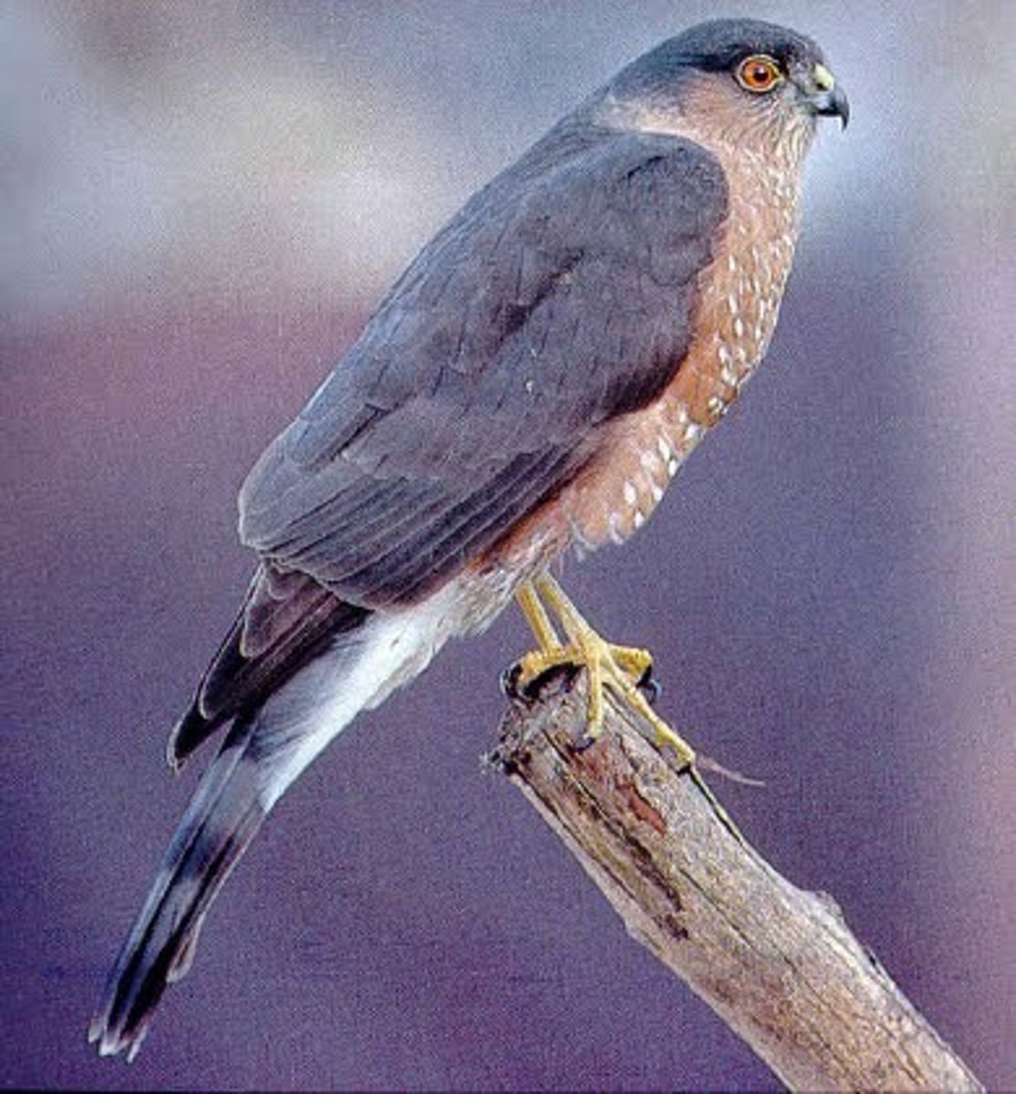 <p>hawks, vultures, hotazin</p>