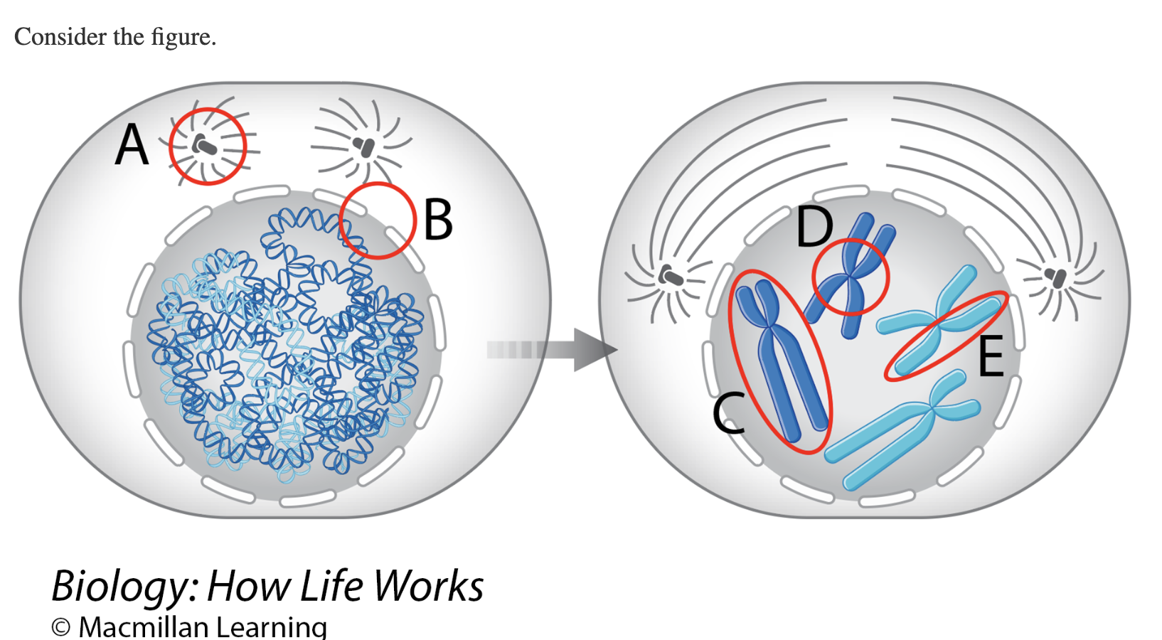 <p>In the figure, which lettered item is a centromere?</p>
