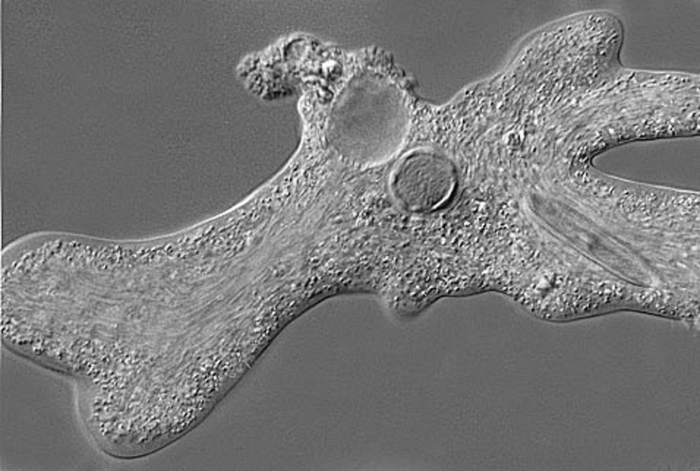 <p>Protozoa that move by extending pseudopods</p>