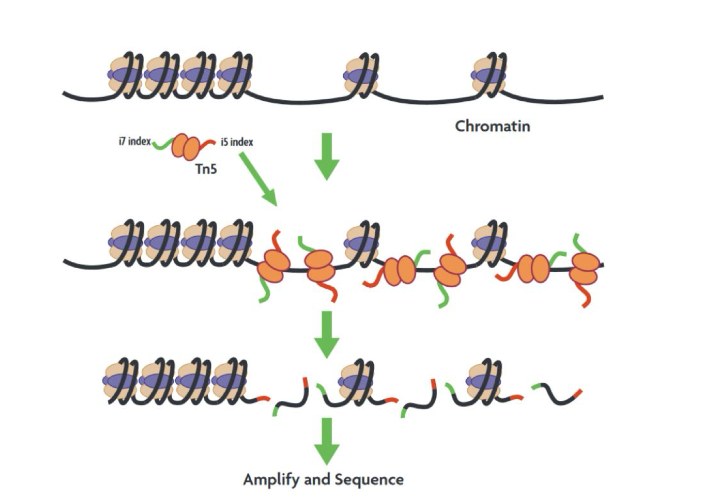 <p><strong>Tn5</strong> <strong>transposase</strong> cuts and inserts adapters into open chromatin</p>