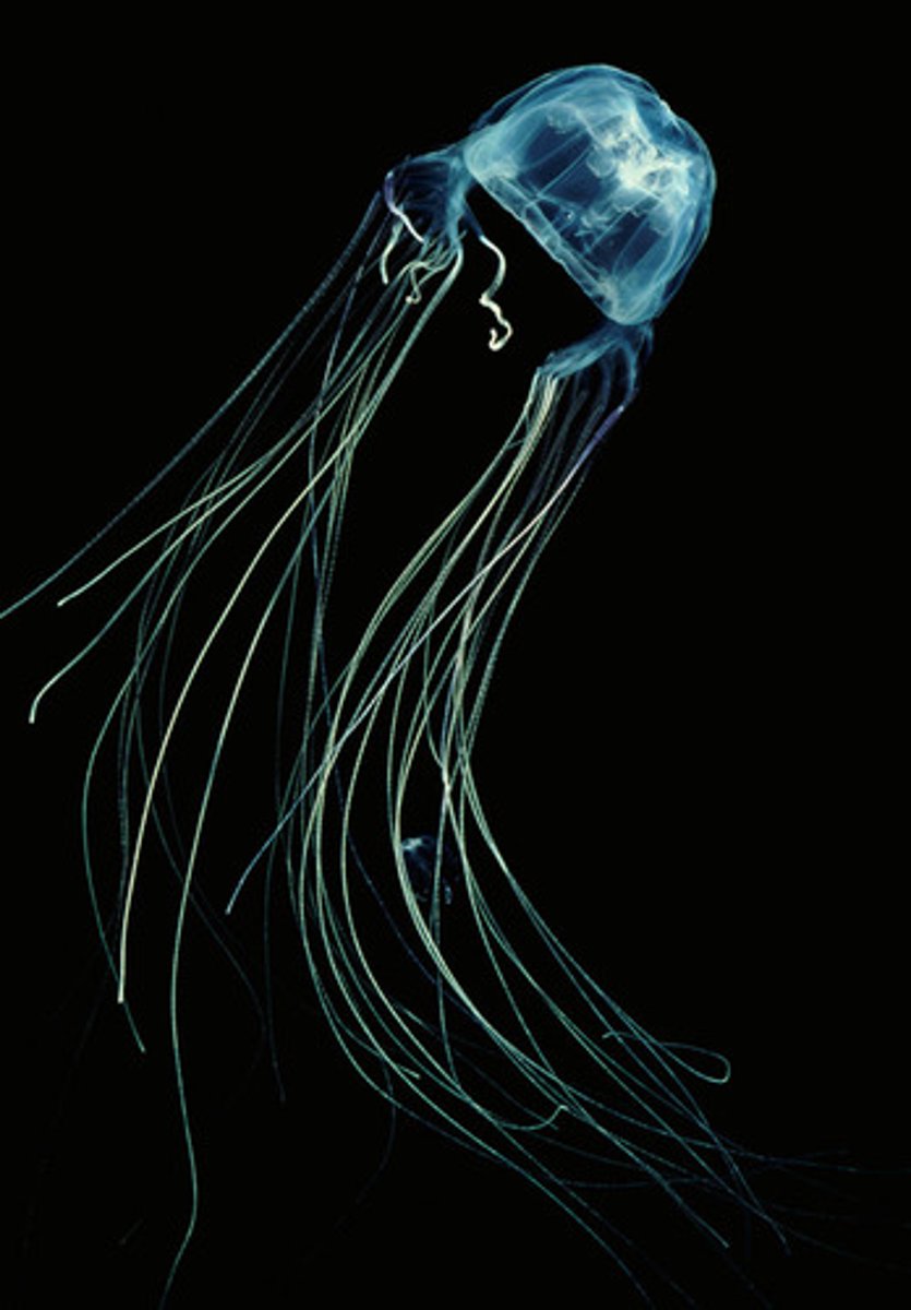 <p>Box Jellyfish</p><p>- Sea wasp</p>