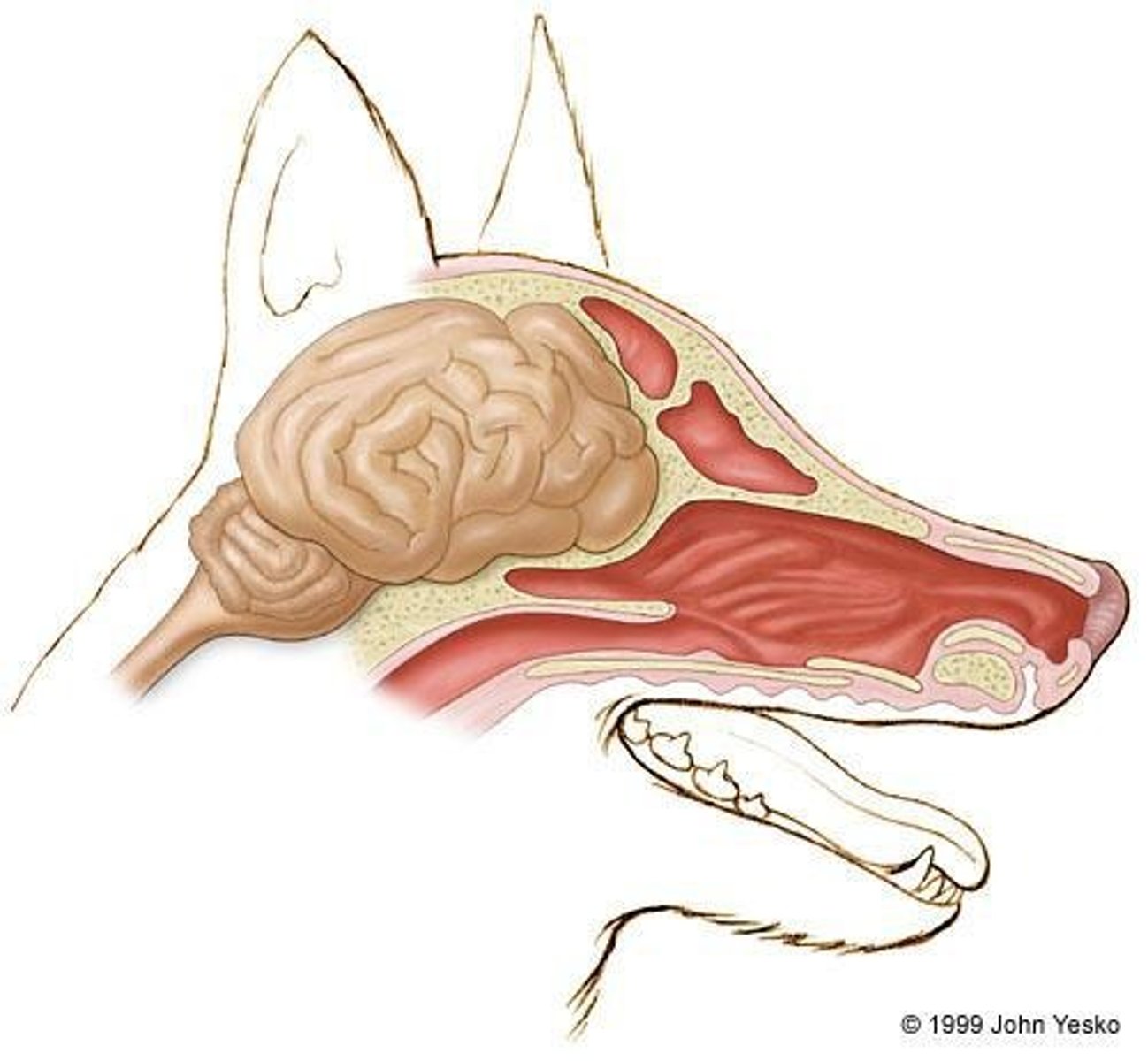 <p>Comprised of the brain, brain stem, and spinal cord; controls most bodily functions, both voluntary and involuntary.</p>
