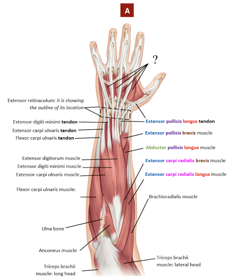 <p>group of muscles located on the metacarpals of the band but on the dorsal side </p><ul><li><p>abduct the fingers and is important for grip strength</p></li></ul><p></p>