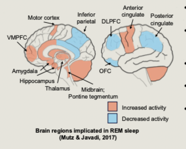<ul><li><p>EMDR changes activity in the PFC, amygdala, thalamus and caudate nucleus</p></li></ul><p></p>