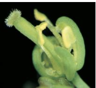 <p>Class A Mutant:</p>