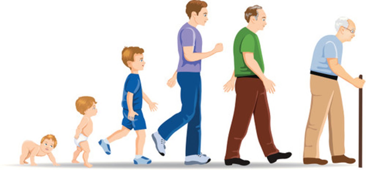 <p>the stages of life</p>