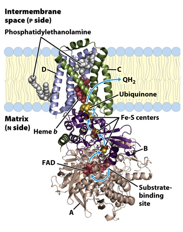<ul><li><p>FAD accepts two e<sup>-</sup> from succinate</p></li><li><p>FADH2 e<sup>-</sup> passed via Fe/S centers → ubiquinone, becomes reduced QH<sub>2</sub></p></li></ul><p>Succinate + FAD + Q → Fumarate + FAD + QH<sub>2</sub></p><p></p>