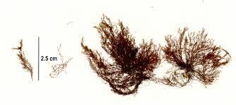 <p>red/brown, small filaments, pectinate, uniaxial meristem, radial branching, unicellular rhizoid holdfasts, 1 tetrasporangia per segment, cystocarps</p>