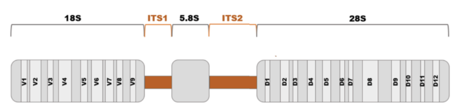 <ul><li><p><strong>18S, 5.8S, 28S</strong></p></li><li><p><u>9</u> variable domains for 18S</p></li><li><p><u>12</u> variable domains for 28S</p></li></ul><p></p>