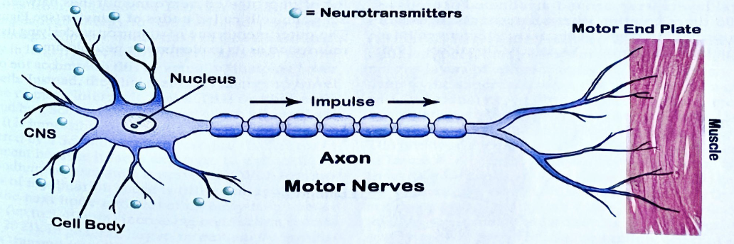<p>What is the MOTOR NEURON that brings signals AWAY from the brain and spinal cord to muscles and glands?</p>