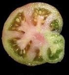 <p>Identify the ovule placentation.</p>