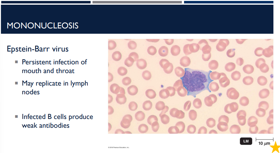 <p>Epstein-Barr virus is a persistent infection of the mouth and throat that may replicate in the ______ ____. Infected B cells produce weak ______.</p>