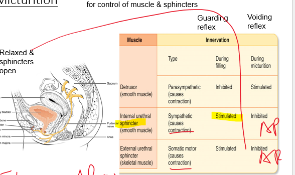 <p>micturition:</p><p>As bladder fills, pressure increases stimulating receptors for control of muscle &amp; sphincters</p><p></p><p>stimulate = contract = _________ (no role)</p>