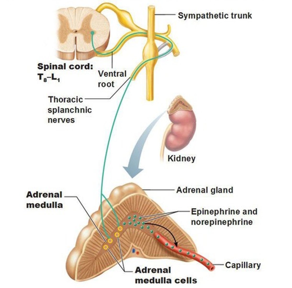 <p>It is located within the CNS.</p>