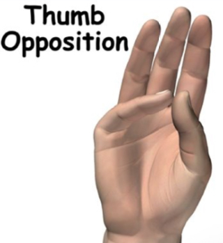 <p>Opposition</p>