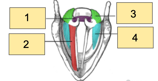 <p>(Q4) Number 2 in the image below refers to the:</p>