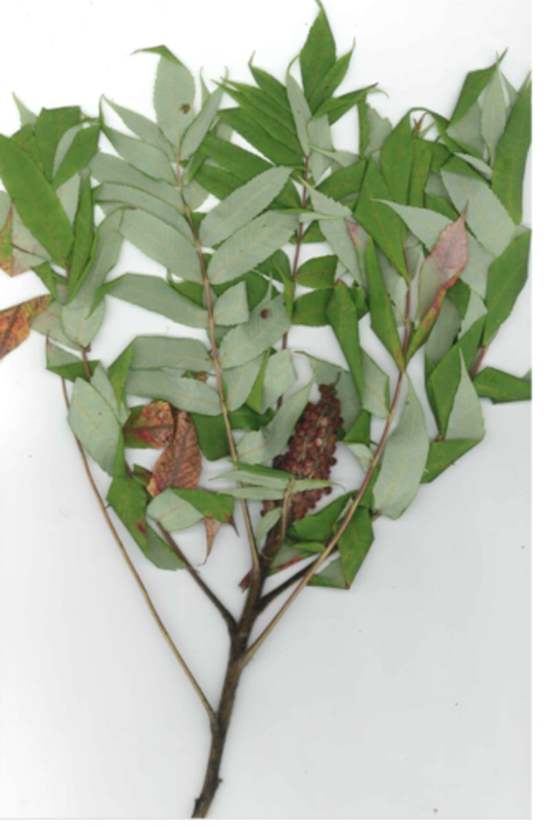 <p>hairy drupelets infructecense, hairy, no bud</p>