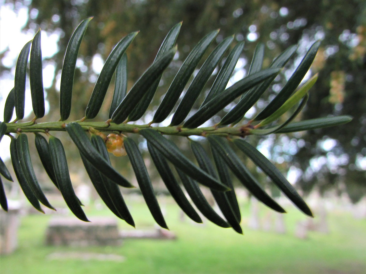 <p><strong>Yew (<em>Taxus spp.</em>)</strong></p><ul><li><p class="">Short, flat, dark green needles</p></li><li><p class="">Red, berry-like arils (fleshy cones)</p></li><li><p class="">Toxic to livestock</p></li><li><p class="">Common in graveyards, clipped into hedges</p></li></ul><p></p>