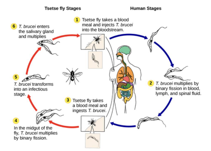 <ul><li><p>Caused by protozoa of the species Trypanosoma brucei and transmitted by tsetse fly</p></li><li><p>Endemic in some sub-Saharan contries</p></li><li><p>two different stages of disease</p><ul><li><p>Haemolymphopatic phase → fever, headache, joints pains</p></li><li><p>Neurological phase → confusion, reduced coordination</p></li></ul></li><li><p>Infection cycle → disease diagnosed by looking at the blood where you see the worm (microscopy) → does not hide because it has <strong>VSG</strong></p></li></ul><p></p>