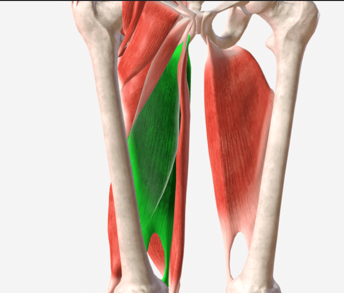 <p>P: Inferior ramus of pubis b. and ischial tuberosity of ischium b.</p><p>D : Hamstring component: Linea aspera of femur</p><p>Adductor Component: Adductor tubercle of Femur</p><p>All fibers: Adduct the thigh</p><p>Adductor Fibers: Flexes thigh @ coxal j.</p><p>Hammy fibers: Extends and laterally rotates thigh at coxal j.</p>