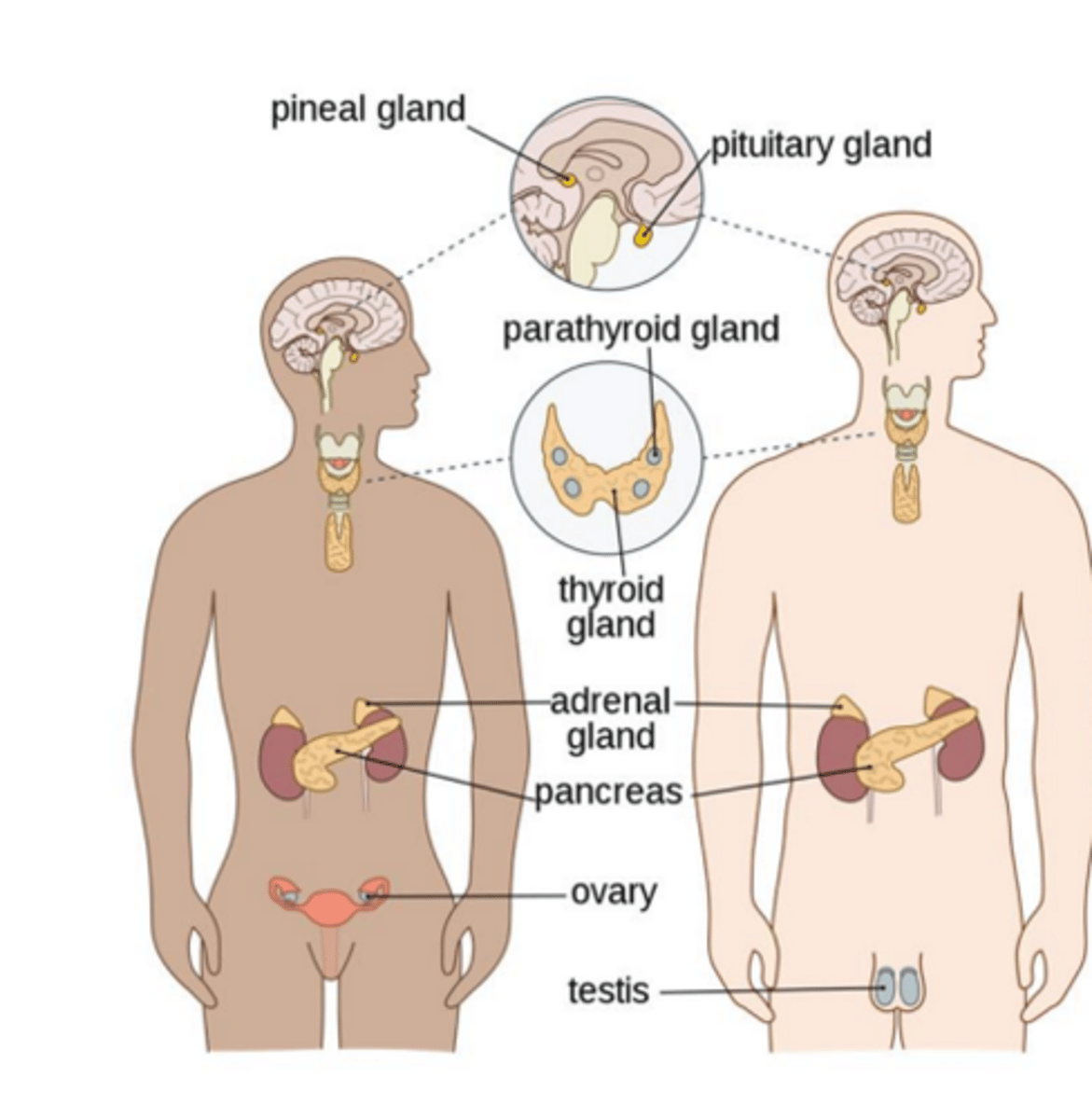<p>small vascularized ductless glands composed of groups of cells arranged in cords or clumps</p>