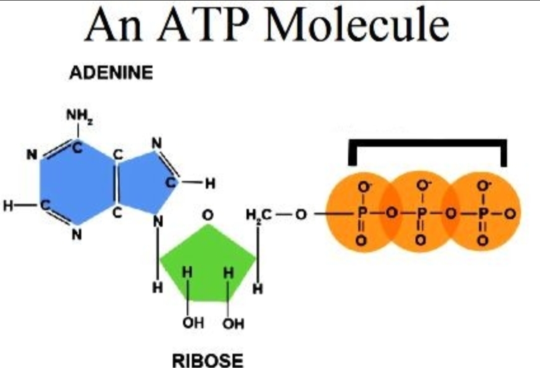 <p>What’s the <span style="color: rgb(255, 193, 124);">orange</span> part of the ADP molecule called?</p>