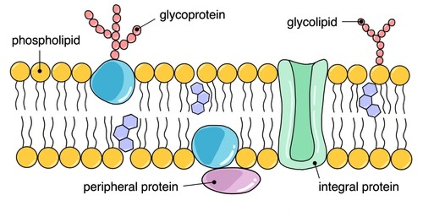 <p>the 4th plasma membrane model made by Singer and Nicholson in 1972; proposed proteins floating in a sea of lipids but the proteins have to be amphipathic too</p>