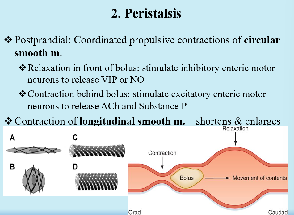 <p>Coordinated propulsions of circular smooth m.</p><p>Contraction of longitudinal smooth m.</p>