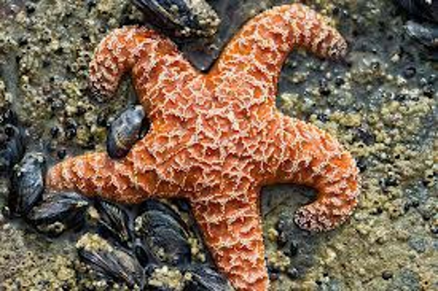 <p>- A classic keystone predator</p><p>- Sea Star</p>