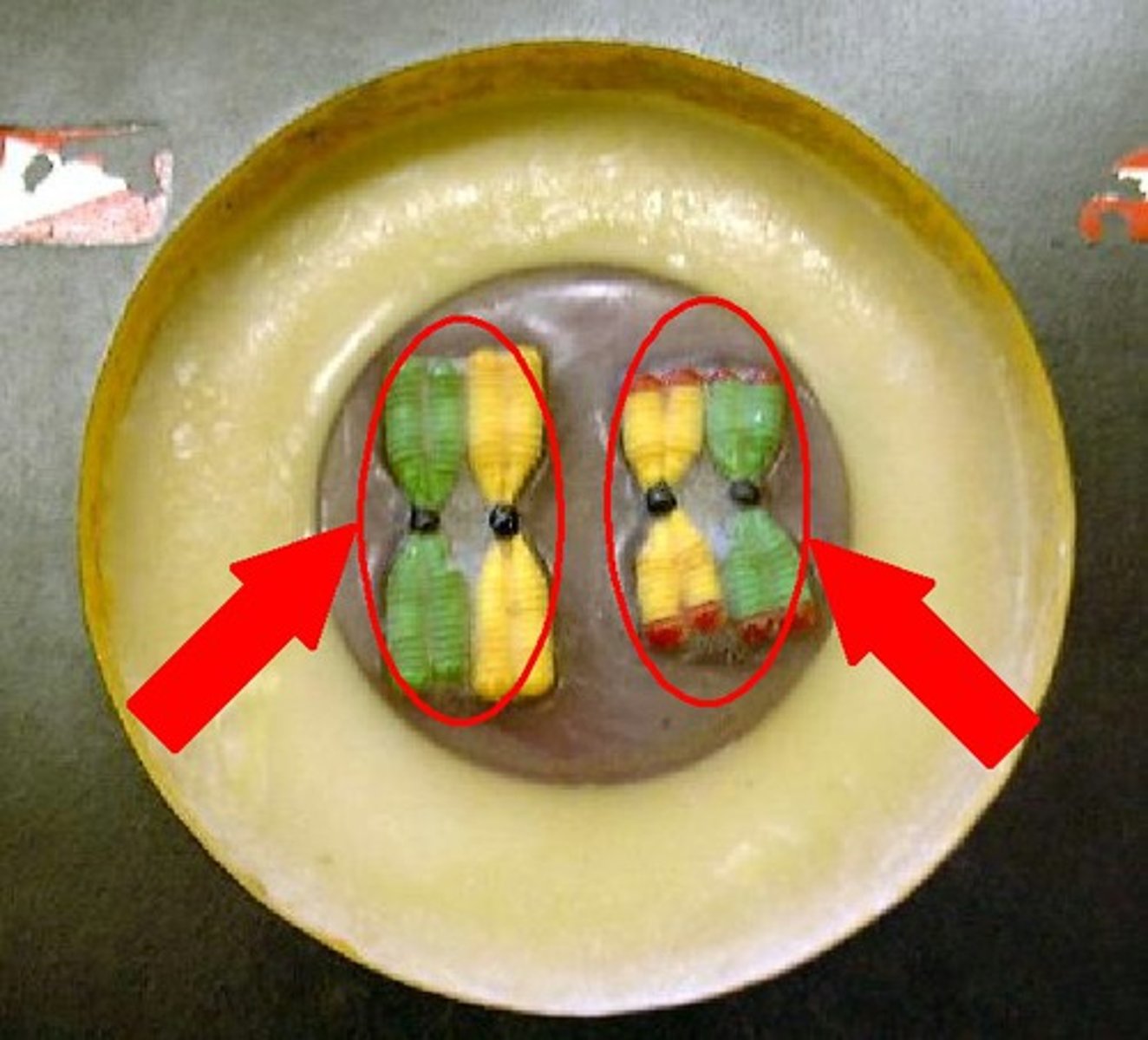 <p>(type of chromosomes)</p>