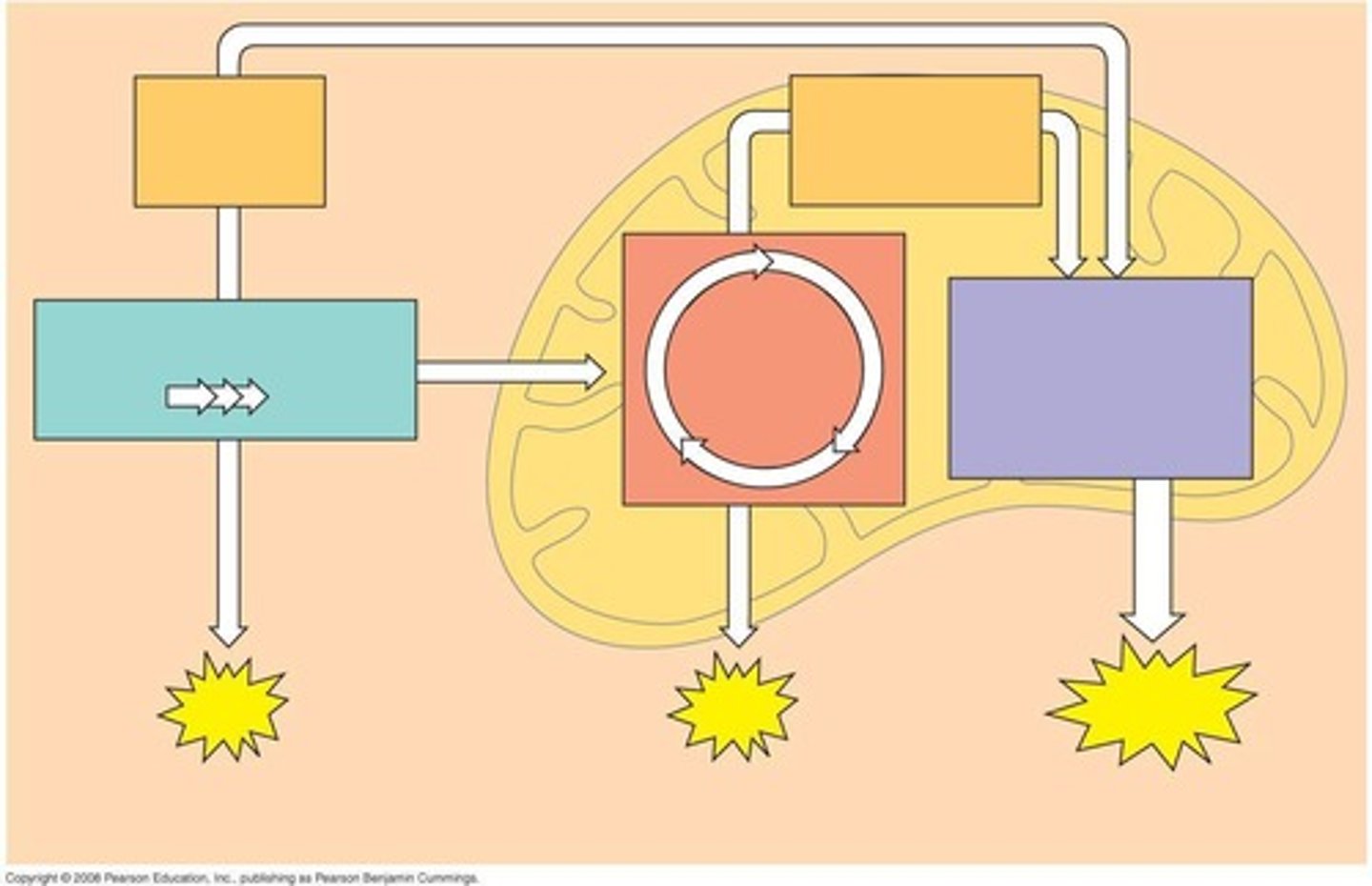 <p>Glycolysis, the citric acid cycle, and oxidative phosphorylation.</p>